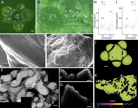 Altered Cell And Tissue Properties Characterise Fasciated SAM A B