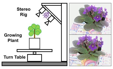 Spatio Temporal Reconstruction And Visualization Of Plant Growth For