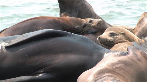 SOCKS SHORT H is for Harbor Seals - YouTube