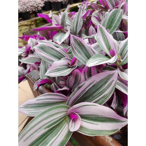 Jual Tanaman Hias Tradescantia Nanouk Shopee Indonesia