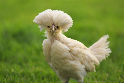 Polish Chicken All You Need To Know Chickens And More