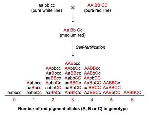 10.3 Polygenic Inheritance | BioNinja