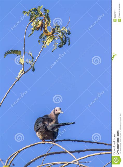 Green Imperial Pigeon In Uda Walawe National Park Sri Lanka Stock