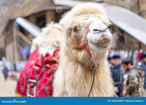 Camel In The City Among People Stock Photo Image Of Camel City