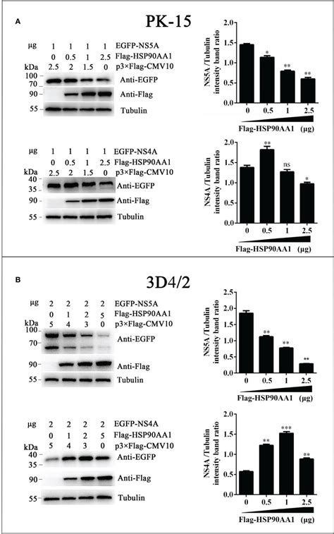 Frontiers HSP90AA1 Interacts With CSFV NS5A Protein And Regulates