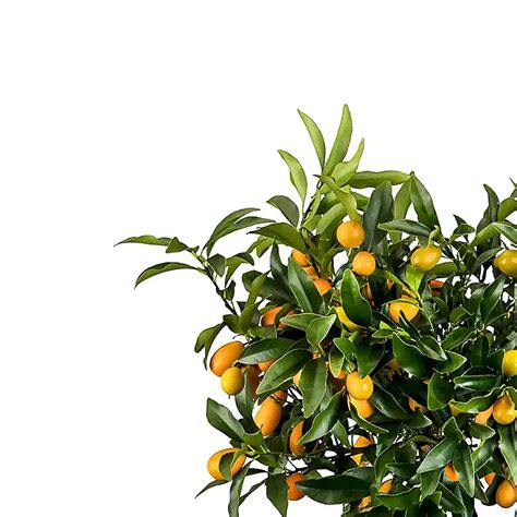 Buy Calamondin Vibrant Citrus Plant At Foliage Factory