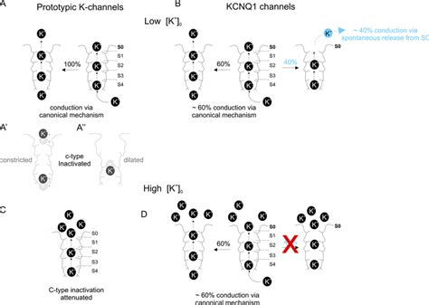 K Channel Inhibition By Extracellular Potassium Cartoon Depicting