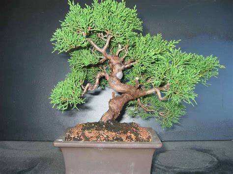 Juniperus Ito Gawa Les Chuhin Et Autres Grands Bonsa Parlonsbonsai