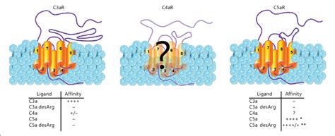 Schematic of the human complement anaphylatoxin receptor structure. A... | Download Scientific ...