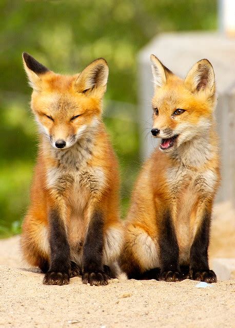 Fox Pups | Flickr - Photo Sharing!