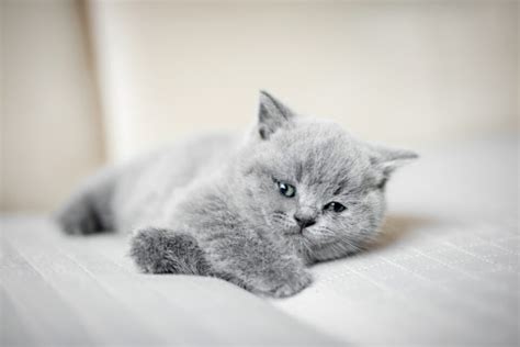 British Shorthair Chinchilla 2022 13 Things You Neeed To Know About