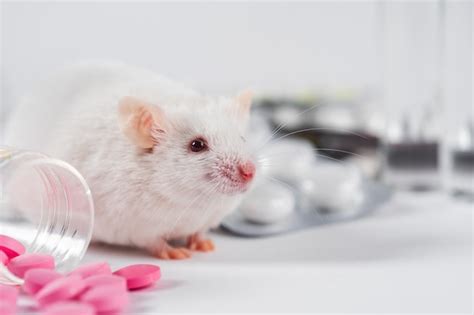 Laboratory animal Images - Search Images on Everypixel