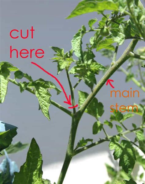 How To Grow Tomato Plants From Cuttings In Week A Piece Of Rainbow