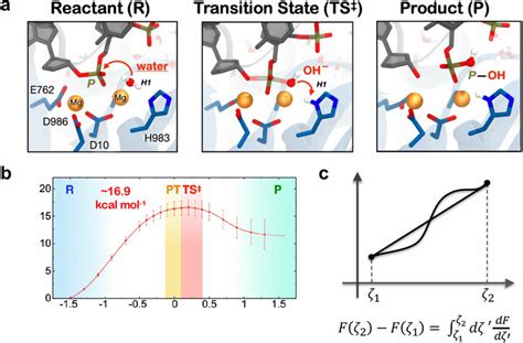 (a) QM/MM study of phosphodiester bond cleavage in the RuvC domain ...