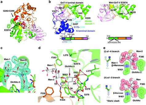 Structure Of Mini GnT V E297A In Complex With Bisubstrate Type