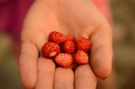 Free Images Hand Fruit Flower Petal Finger Food Red Produce