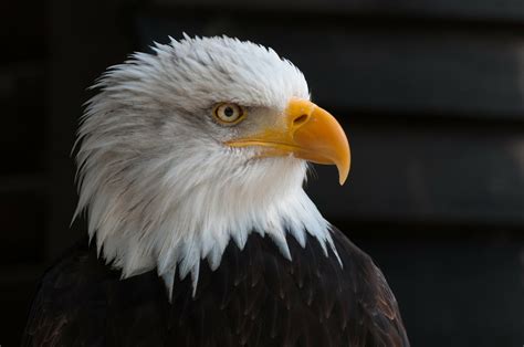 The Mighty Bald Eagle Usa National Symbol Hubpages