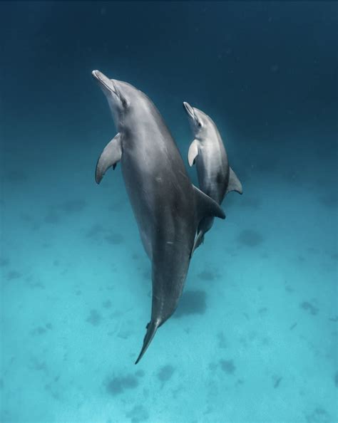 Great Barrier Reef Dolphins Baby