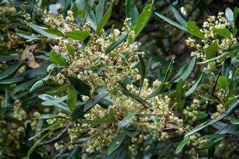 Guioa From Springbrook Qld Australia On October At