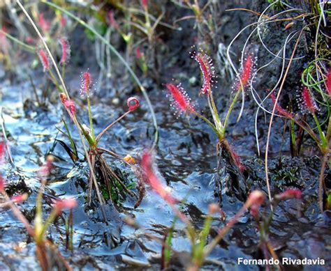 Drosera Chrysolepis Photos