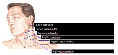 Regiones Del Cuello