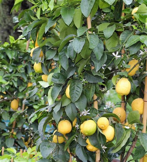 Lemons on the Plants with Leaves in the Citrus Garden Stock Image ...