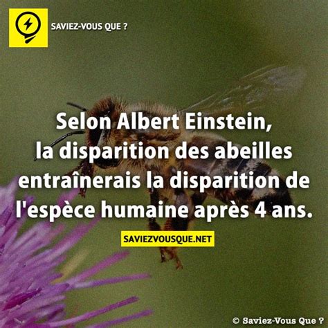 Selon Albert Einstein la disparition des abeilles entraînerais la