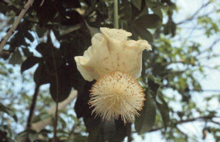 pokok botol wikipedia bahasa melayu ensiklopedia bebas
