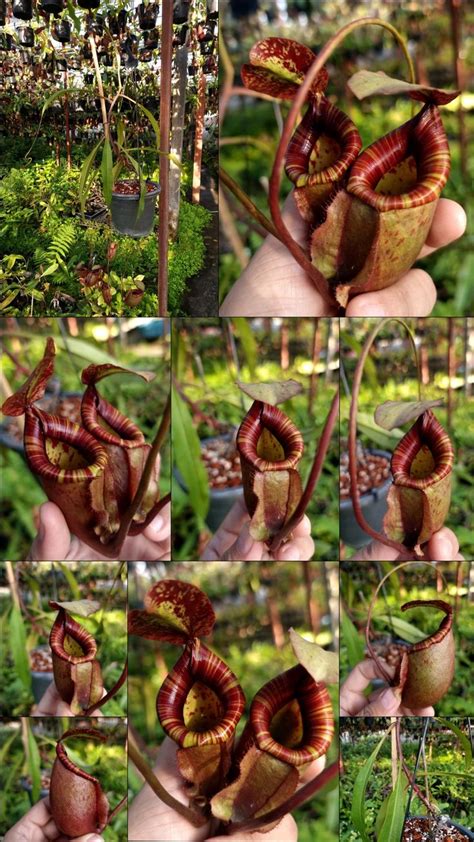 Nepenthes Viking X Ampullaria X Northiana