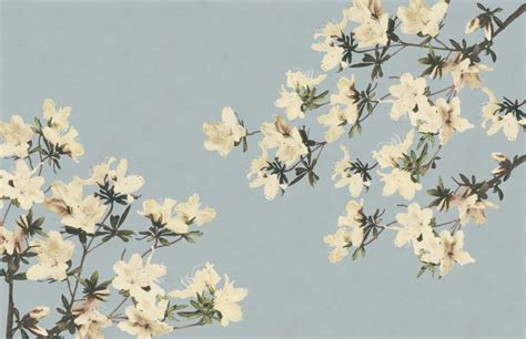 White Flowers Against A Pale Blue Background With The Sky In The