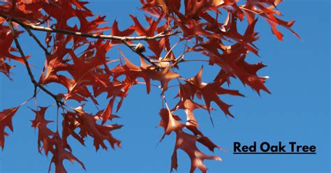 The Magnificent Red Oak Tree: A Guide to Growth and Care - treescangrow1