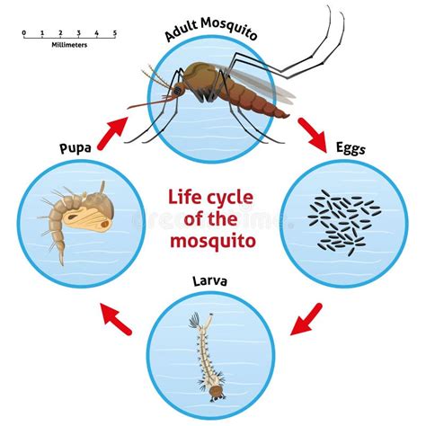 Ciclo De Vida Natural Do Mosquito Ilustração Do Vetor Ilustração De Sangue Mosca 185830690