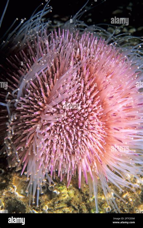 Common Or Edible Sea Urchin Echinus Esculentus Closeup Showing