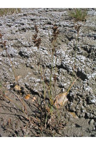 Rocky Mountain Rush Plants Of Lone Mesa State Park INaturalist