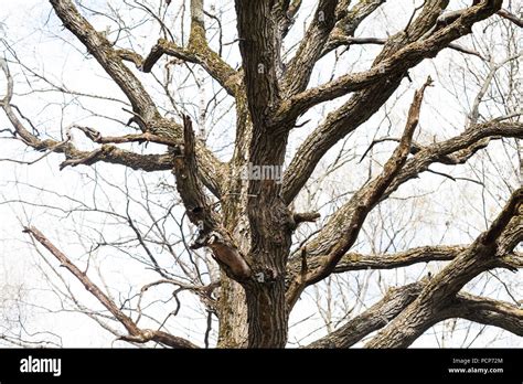 Oak Tree Without Leaves High Resolution Stock Photography and Images ...