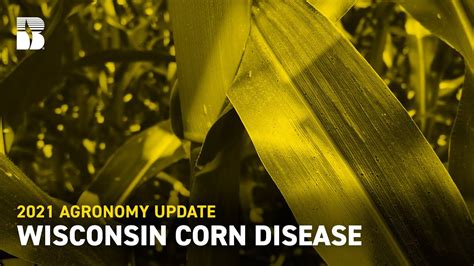 Wisconsin Corn Disease Beck S Agronomy Update Youtube