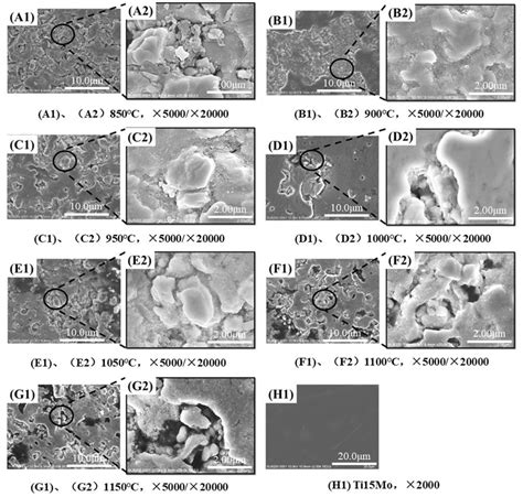 Surface Morphologies Of Ti Mo Alloys Before And After Carburising