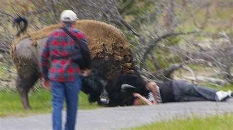 Tourist Pinned to the Ground by Angry Bison in Yellowstone