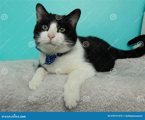 Black And White Cat Lying Down Wearing A Bow Tie Stock Image Image Of