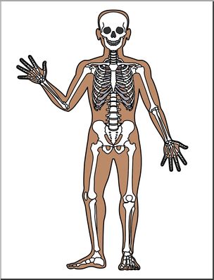 Clip Art Parts Of The Body Arm B W Unlabeled Abcteach