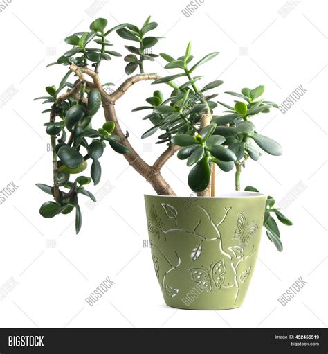 Money Tree Succulent Image And Photo Free Trial Bigstock