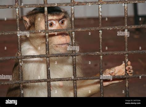 Close-up portrait of a monkey behind bars Stock Photo - Alamy