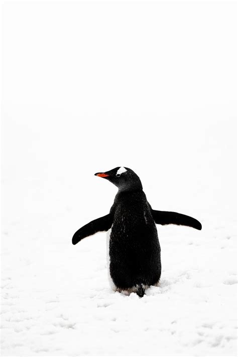 Why Are Emperor Penguins Extinct? - Save The Eagles