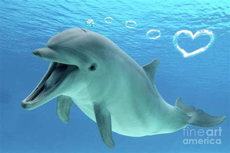 Bottlenose Dolphin Underwater Blowing Heart Shaped Bubbles Photograph