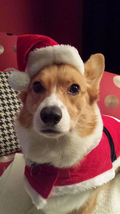 More Corgi Christmas Photos! (Can you handle this much cute?) - The ...