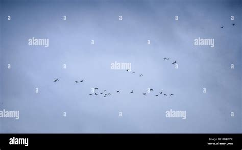 Flying group of birds Stock Photo - Alamy