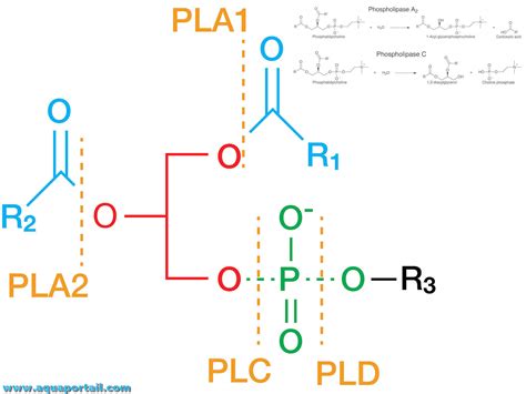 Phospholipase D Finition Et Explications