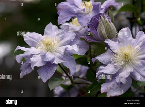 Beautiful Summer Flowers In A Vertical Garden Gardening Flower Double