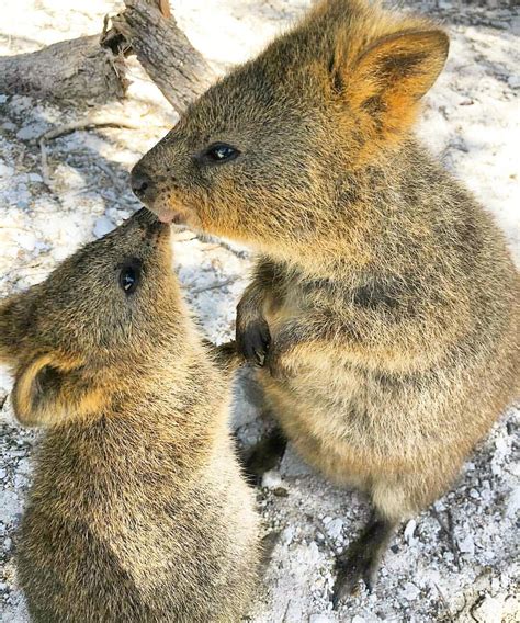 Free Kittens Perth Quokka - Pets of Life