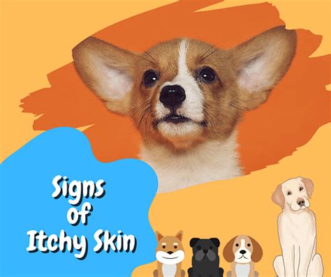 Itchy Skin on Dogs How to Manage Them - Life With My Dogs